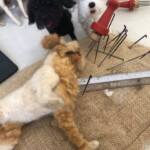 Curly Dog  Workshop Brisbane - Image 7