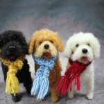 Curly Dog  Workshop Brisbane - Image 11