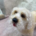 Curly Dog  Workshop Brisbane