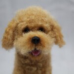 Curly Dog  Workshop Brisbane - Image 6