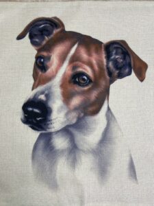 Jack Russel/Fox terrier