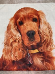 Cocker Spaniel