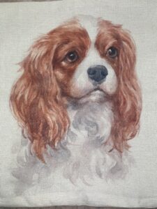 King Charles spaniel